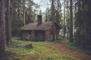 forest, Pine trees, Cabin