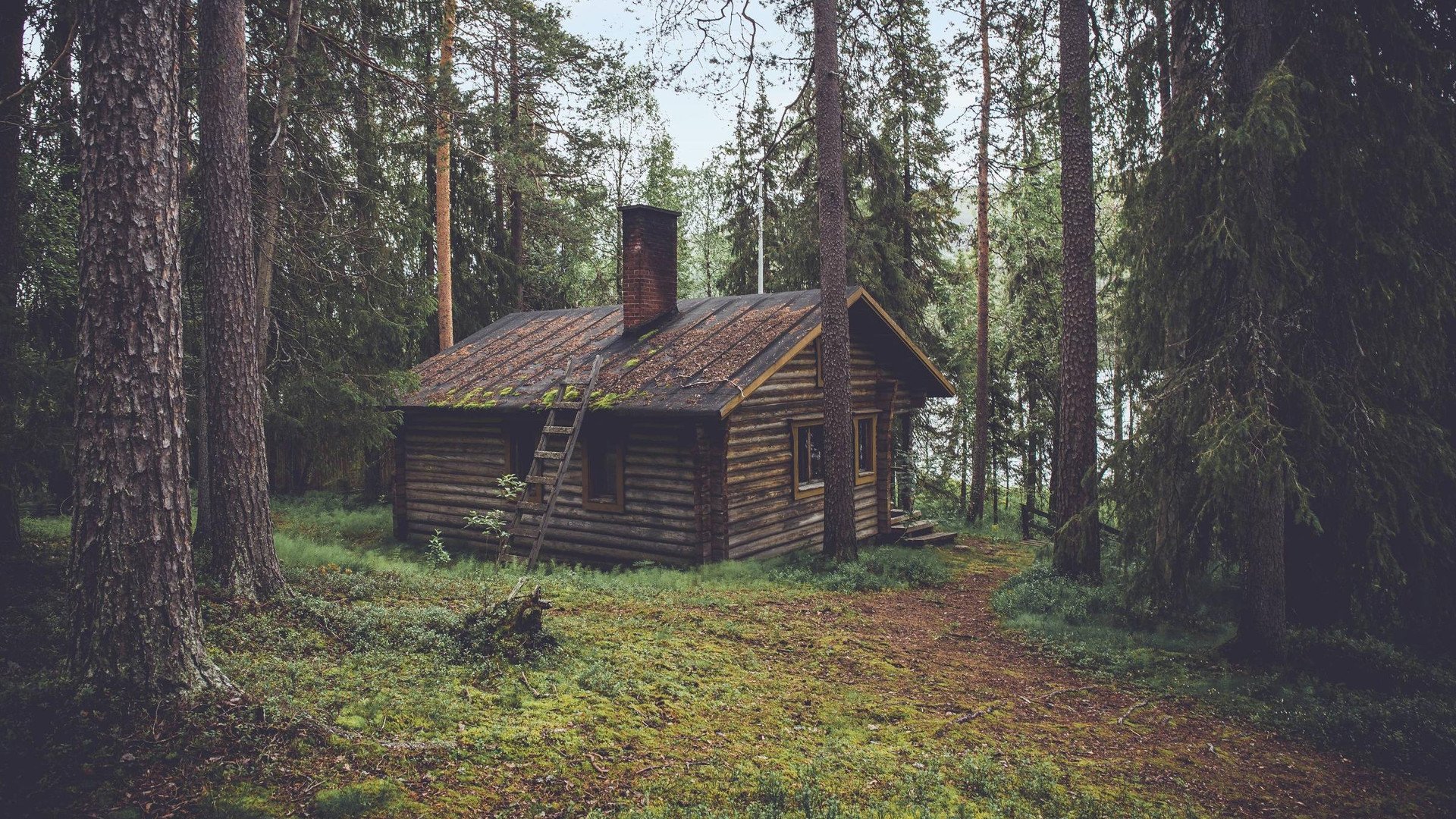 forest, Pine trees, Cabin Wallpapers HD / Desktop and ...