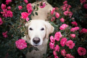 flowers, Dog, Animals