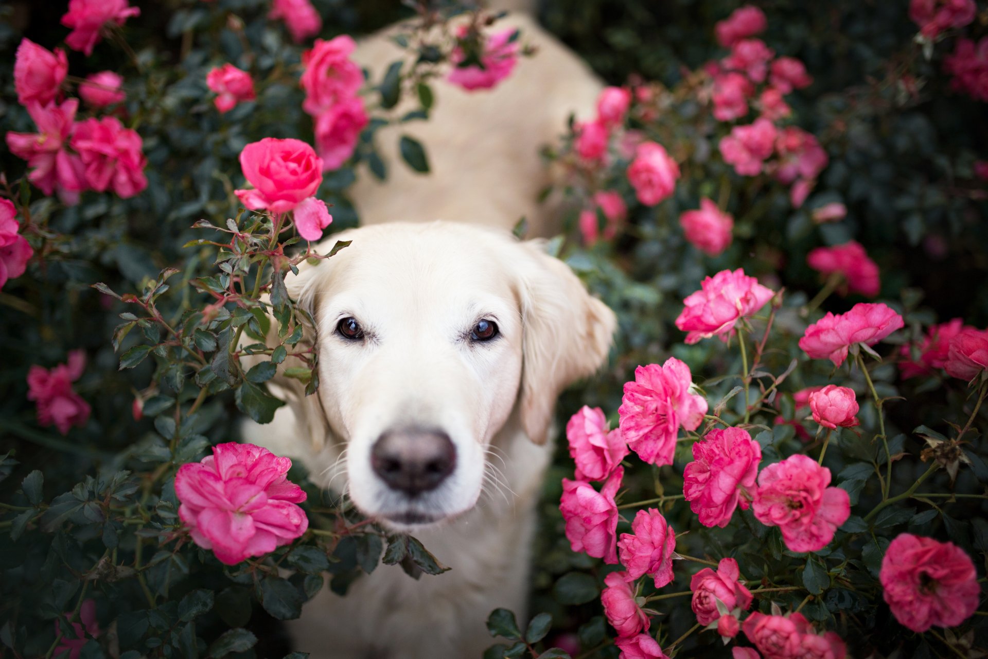 flowers, Dog, Animals Wallpaper