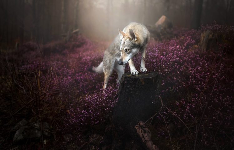 nature, Dog, Animals HD Wallpaper Desktop Background