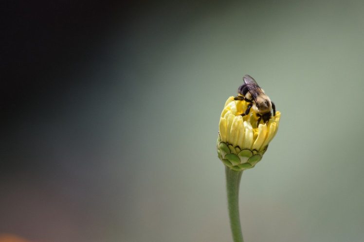 bees, Flowers HD Wallpaper Desktop Background