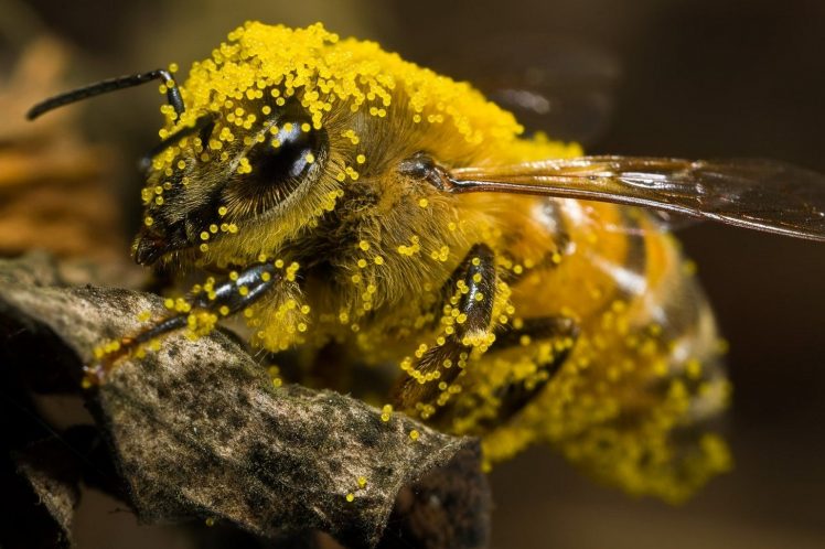 bees, Pollen HD Wallpaper Desktop Background