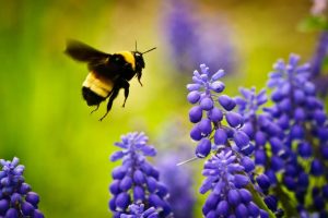 bees, Flowers