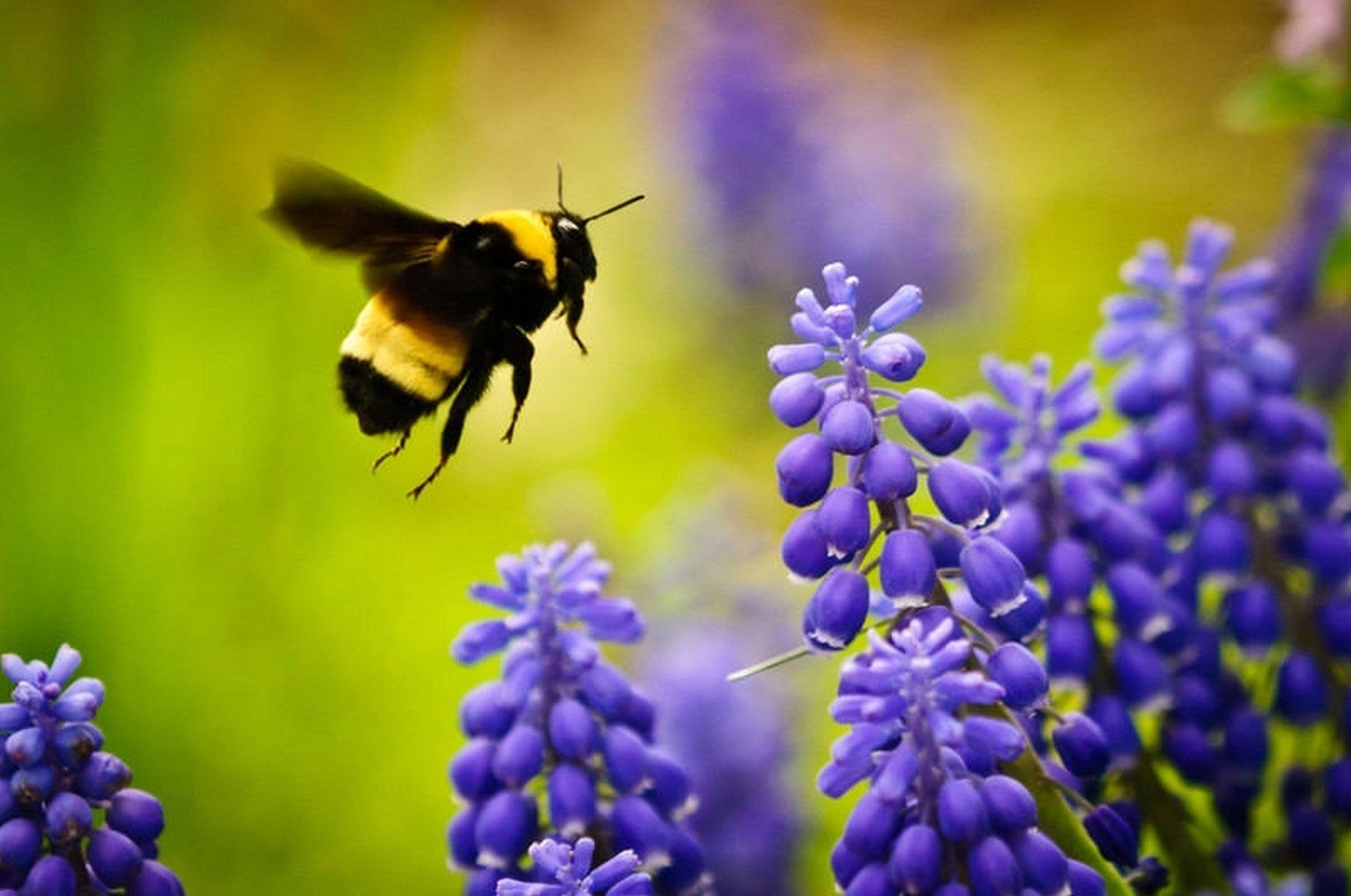 bees, Flowers Wallpaper