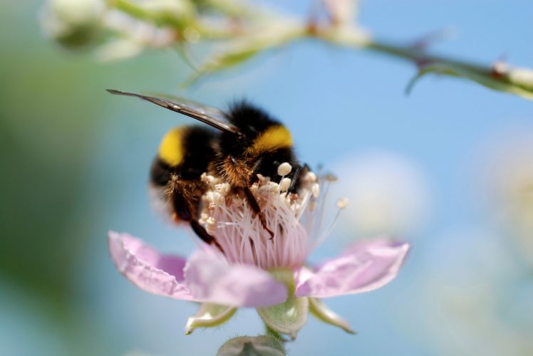 bees, Flowers HD Wallpaper Desktop Background