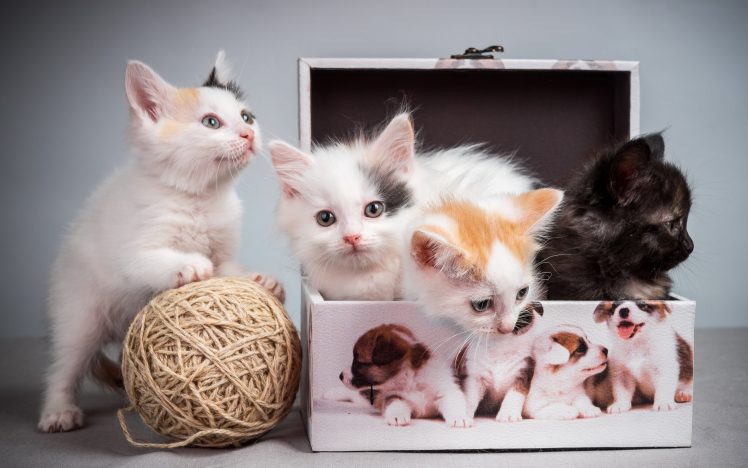 kittens, Boxes, Cat HD Wallpaper Desktop Background