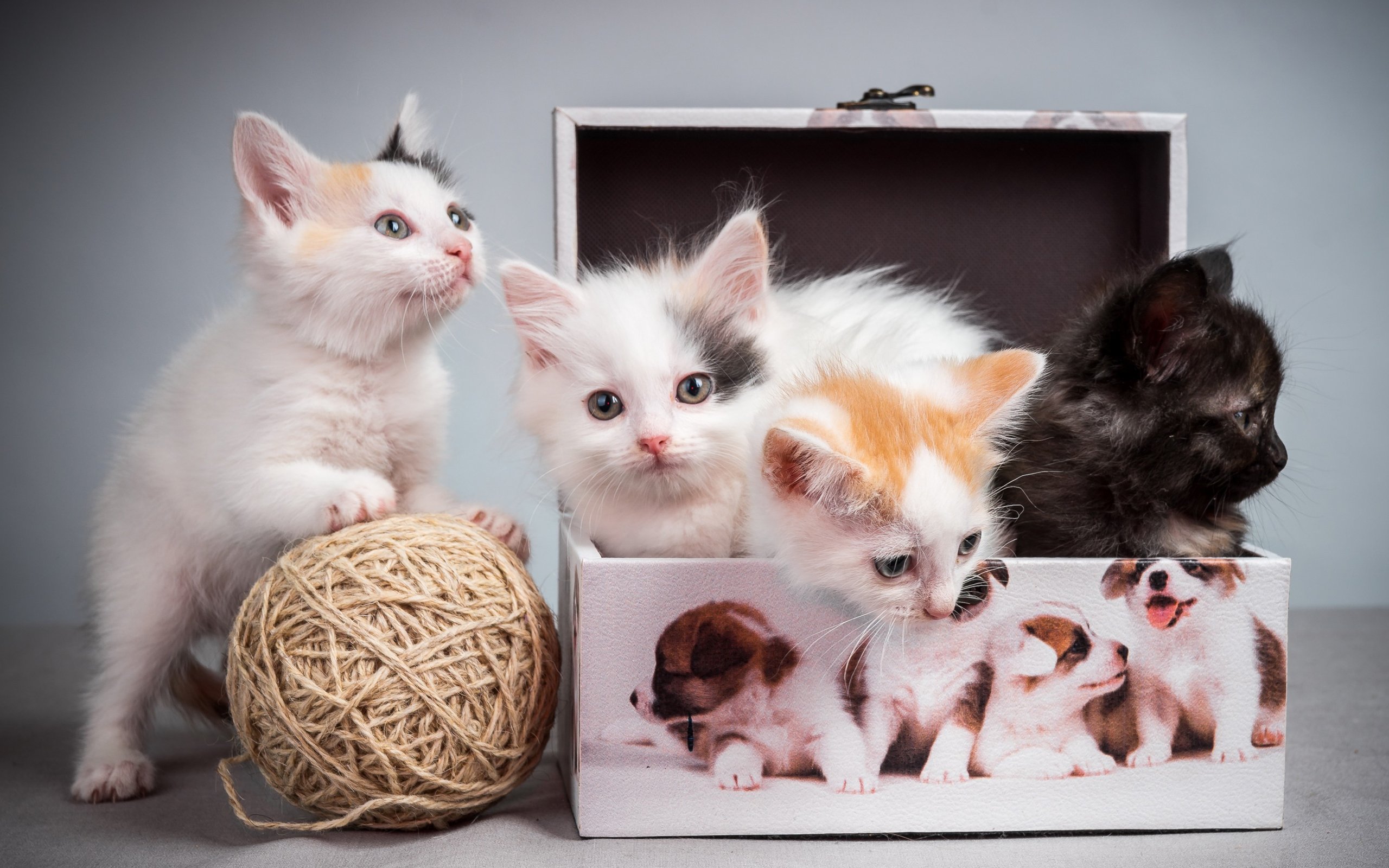 kittens, Boxes, Cat Wallpaper