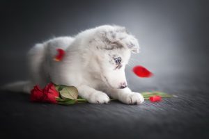 flowers, Rose, Dog, Animals
