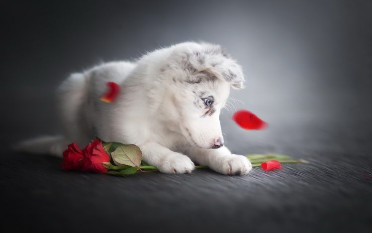 flowers, Rose, Dog, Animals HD Wallpaper Desktop Background