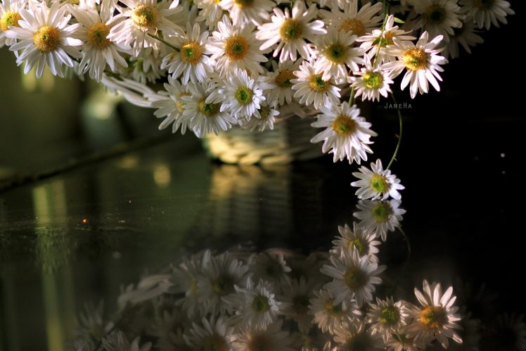 reflection, Flowers, Water, White flowers, Plants HD Wallpaper Desktop Background