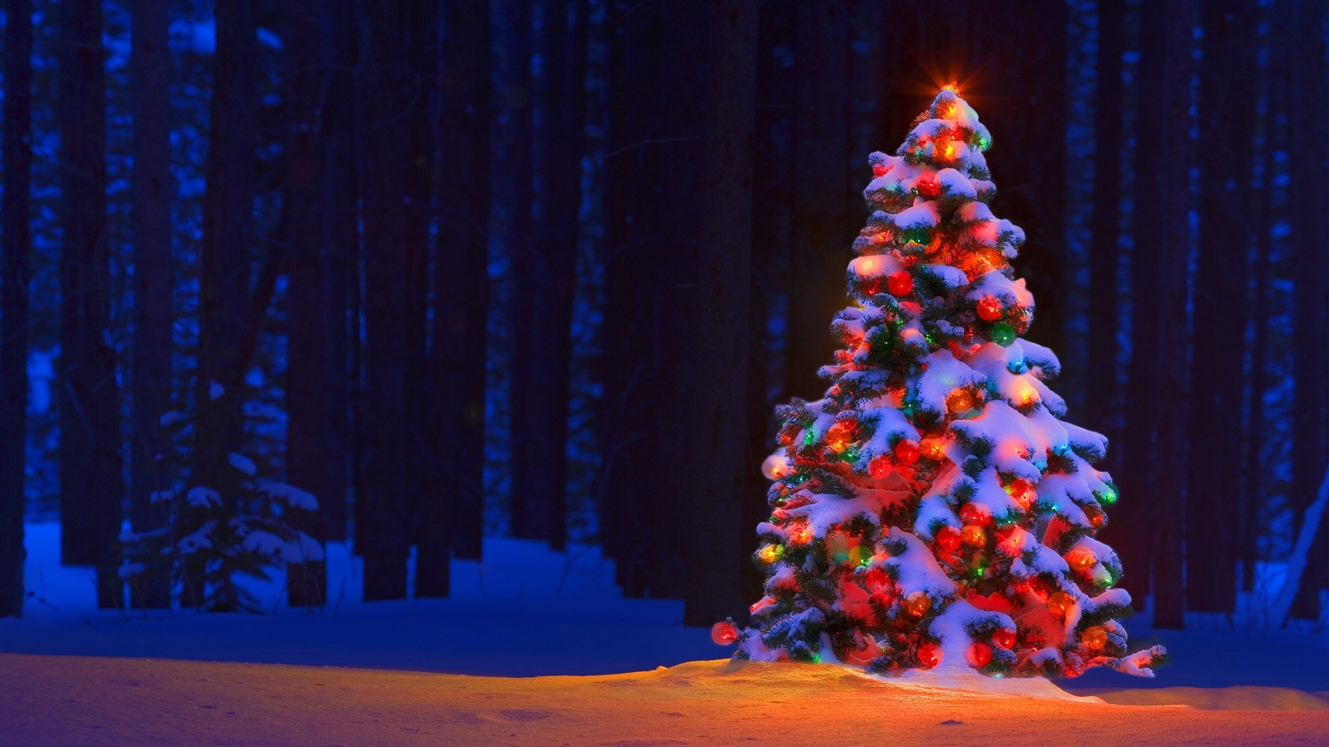 christmas, Tree, Lights, Bokeh, Forest, Trees, Snow, Winter, Color Wallpaper