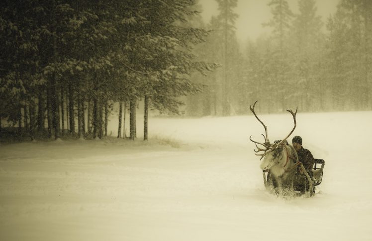 winter, Snow, Snow, Forest, Man, Sleigh, Reindeer, Finland, Christmas HD Wallpaper Desktop Background