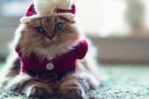 holidays, Christmas, Seasonal, Cats, Cute