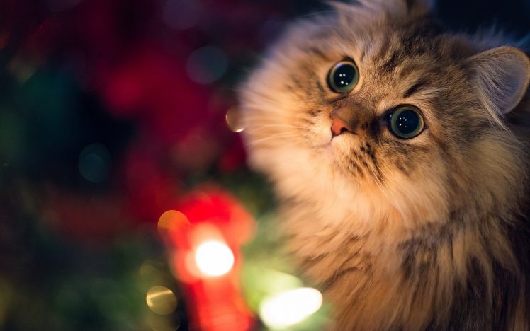 holiday, Christmas, Seasonal, Animals, Cats, Light, Fur, Face Eyes, Nose, Ears HD Wallpaper Desktop Background
