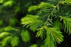 green, Nature, Trees, Christmas, Trees, Pine, Trees