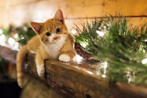 holidays, Christmas, Seasonal, Animals, Cats, Felines, Kittens, Face Eyes, Whiskers