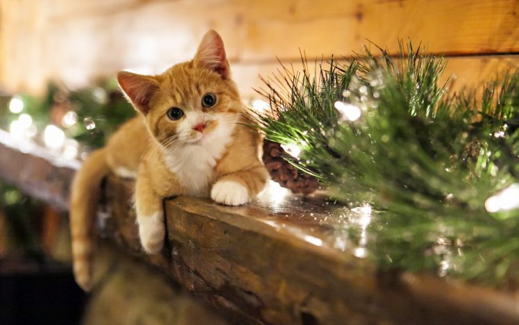 holidays, Christmas, Seasonal, Animals, Cats, Felines, Kittens, Face Eyes, Whiskers HD Wallpaper Desktop Background