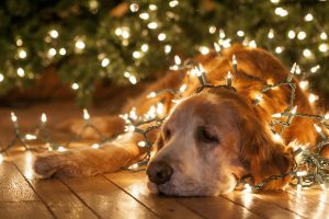 holidays, Christmas, New Year, Lights, Bright, Animals, Dogs, Humor, Funny