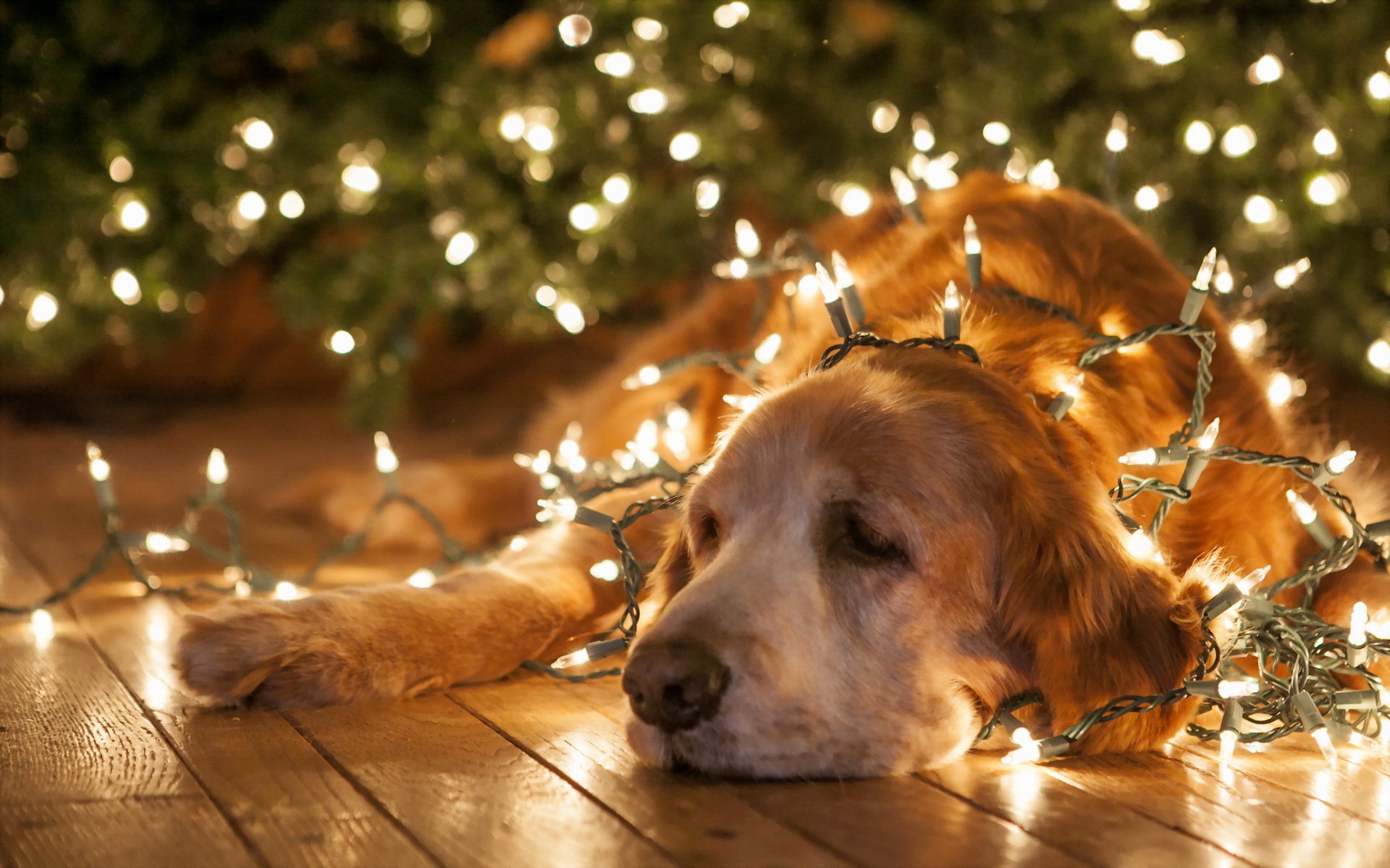 holidays, Christmas, New Year, Lights, Bright, Animals, Dogs, Humor, Funny Wallpaper