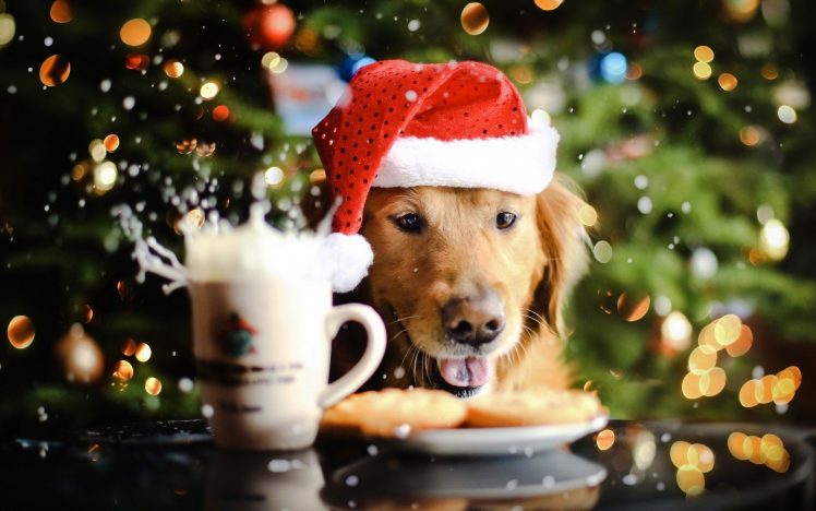 holidays, Christmas, Seasonal, Splash, Drops, Dogs HD Wallpaper Desktop Background