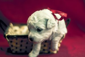 dog, Puppy, Christmas, Holiday, Baby
