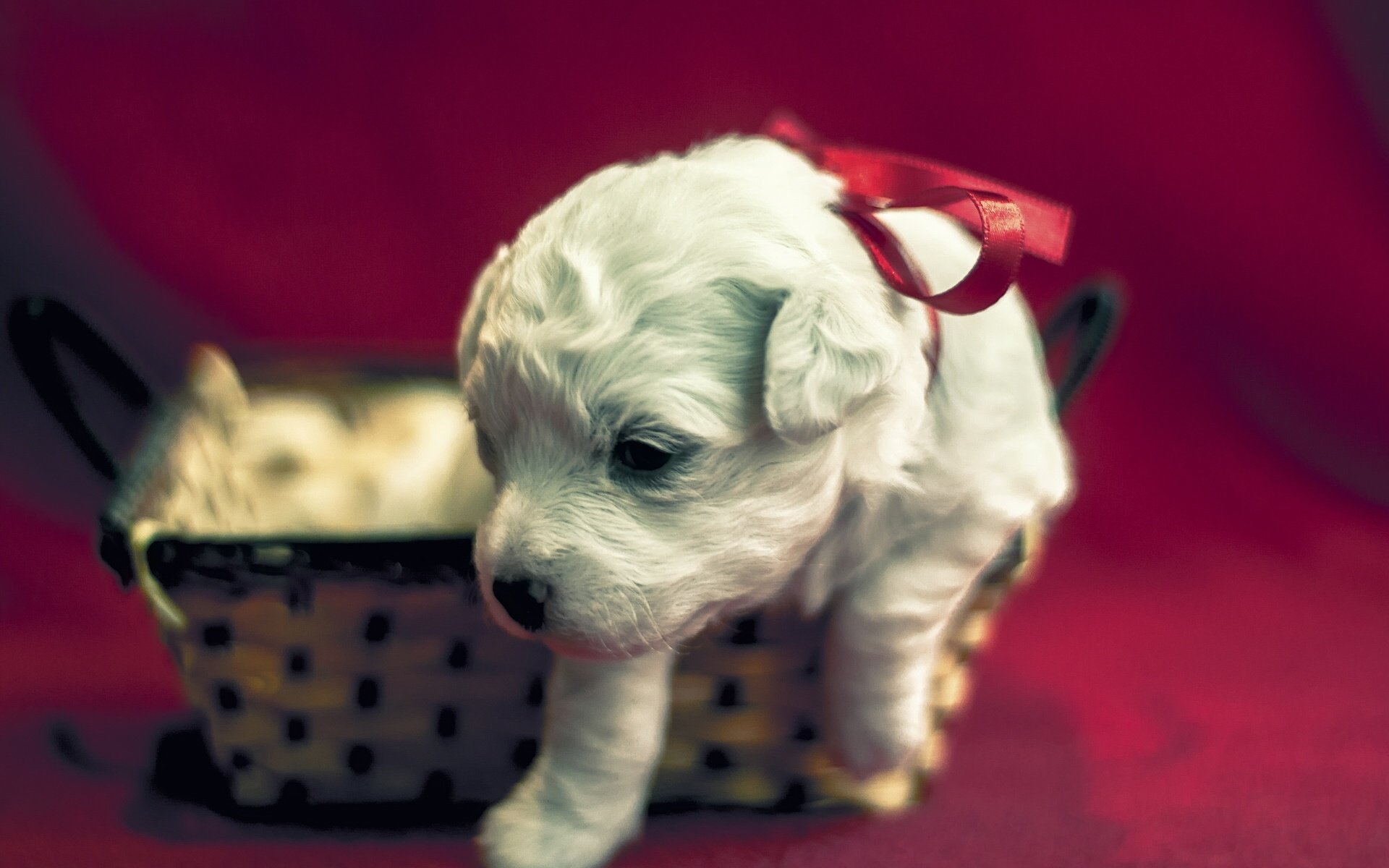 dog, Puppy, Christmas, Holiday, Baby Wallpaper