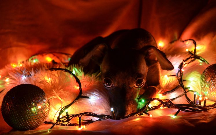 lights, New Year, Christmas, Dogs HD Wallpaper Desktop Background