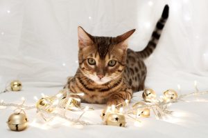 holidays, New Year, Festive, Lights, Bell, Animals, Cats, Humor, Funny, Play, Kittens