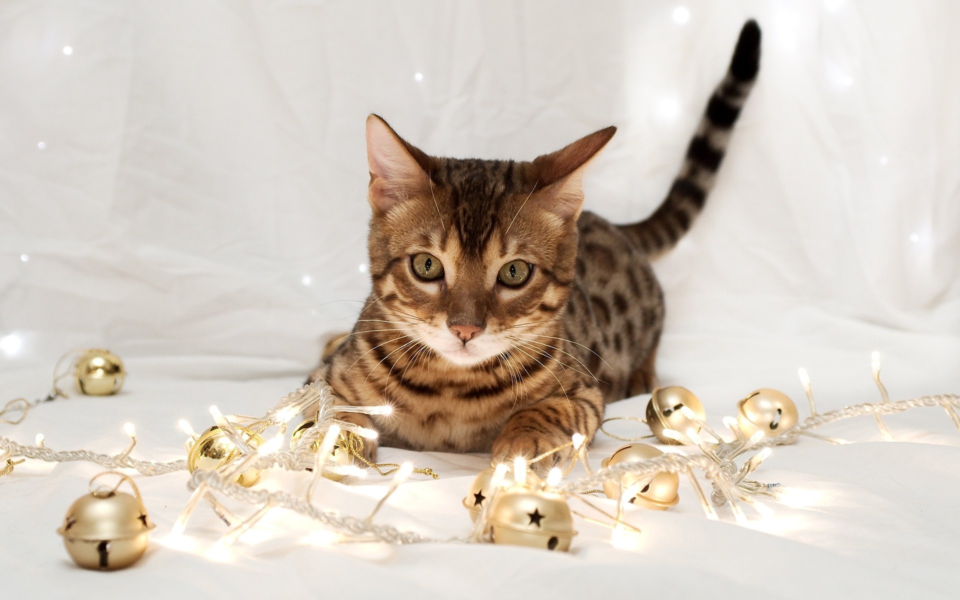 holidays, New Year, Festive, Lights, Bell, Animals, Cats, Humor, Funny, Play, Kittens Wallpaper