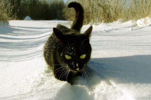 cat, Snow