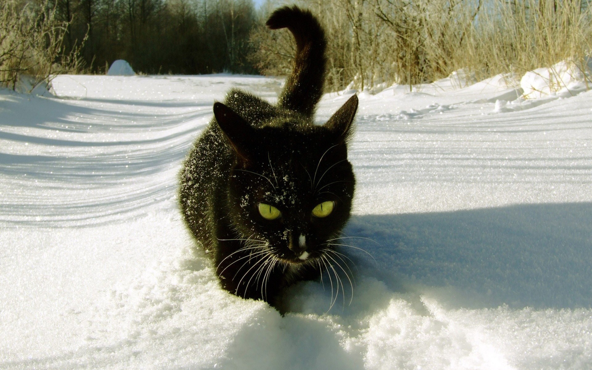 cat, Snow Wallpaper