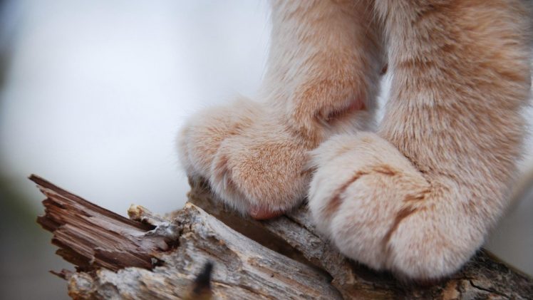 cat, Paws, Closeup, Macro, Depth of field, Animals, Nature HD Wallpaper Desktop Background