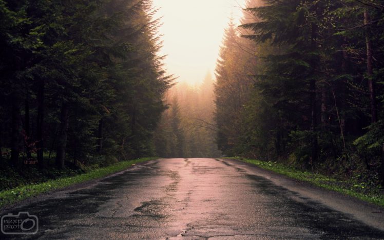 forest, Mist, Road, Path, Green, Sunlight, Landscape HD Wallpaper Desktop Background