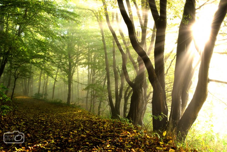 forest, Trees, Morning, Sun, Sunlight, Path, Nature, Landscape, Green, Poland, Mist HD Wallpaper Desktop Background