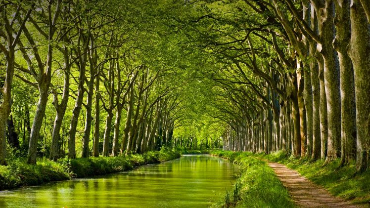 nature, Landscape, Trees, Forest, Branch, Leaves, France, River, Dirt road, Grass HD Wallpaper Desktop Background
