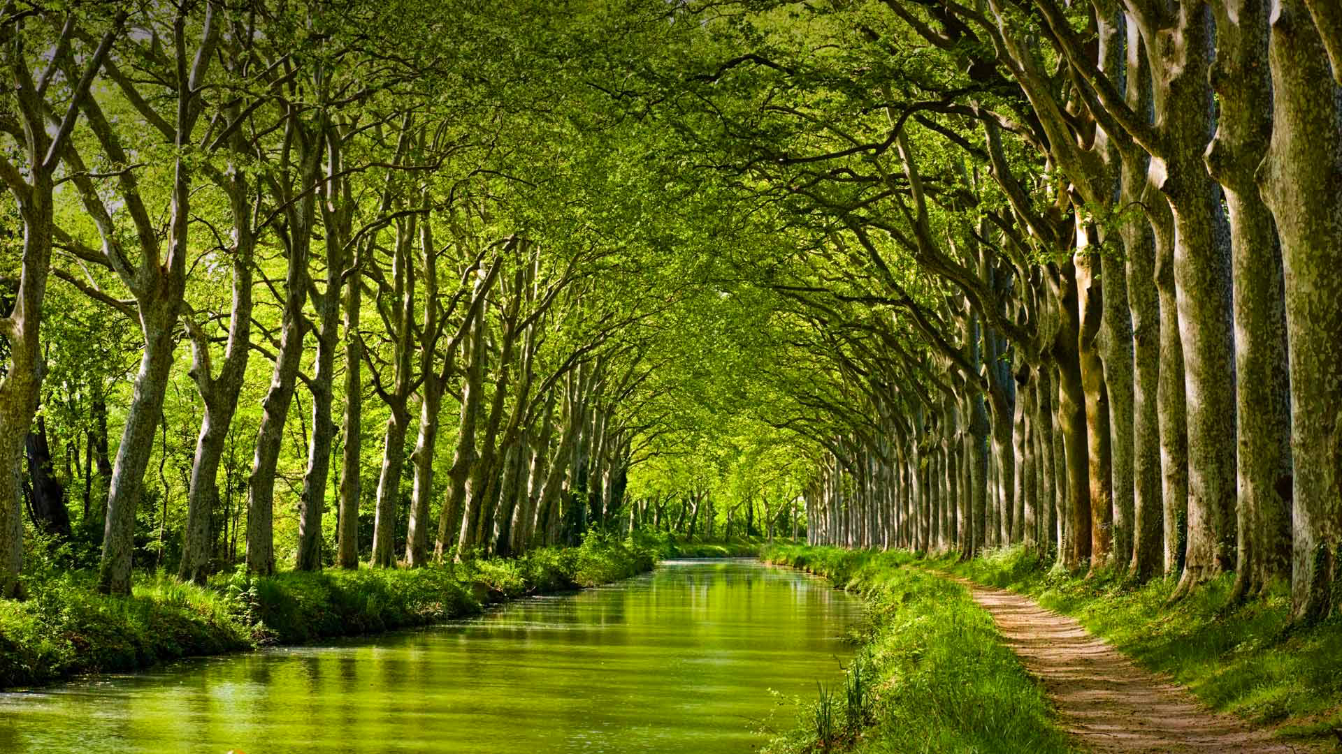nature, Landscape, Trees, Forest, Branch, Leaves, France, River, Dirt road, Grass Wallpaper