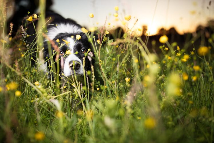 dog, Nature, Grass, Animals HD Wallpaper Desktop Background