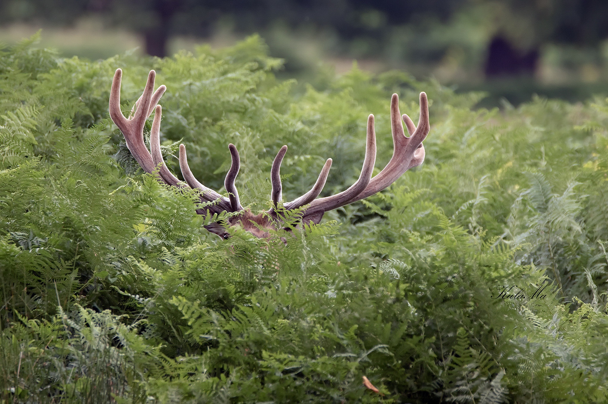 nature, Plants, Green, Animals, Deer Wallpaper