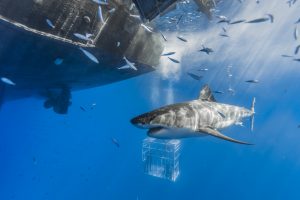 nature, Boat, Sea, Fish, Animals, Underwater, Shark, Cages