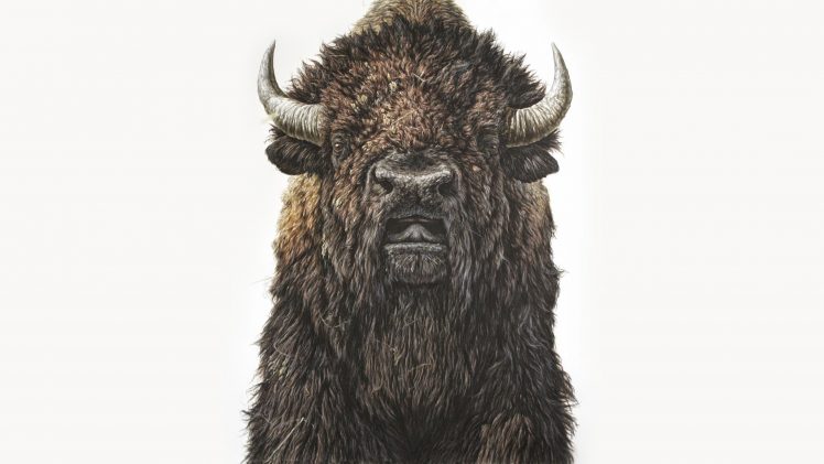 George Boorujy, Buffalo, Illustration, Animals, Painting HD Wallpaper Desktop Background