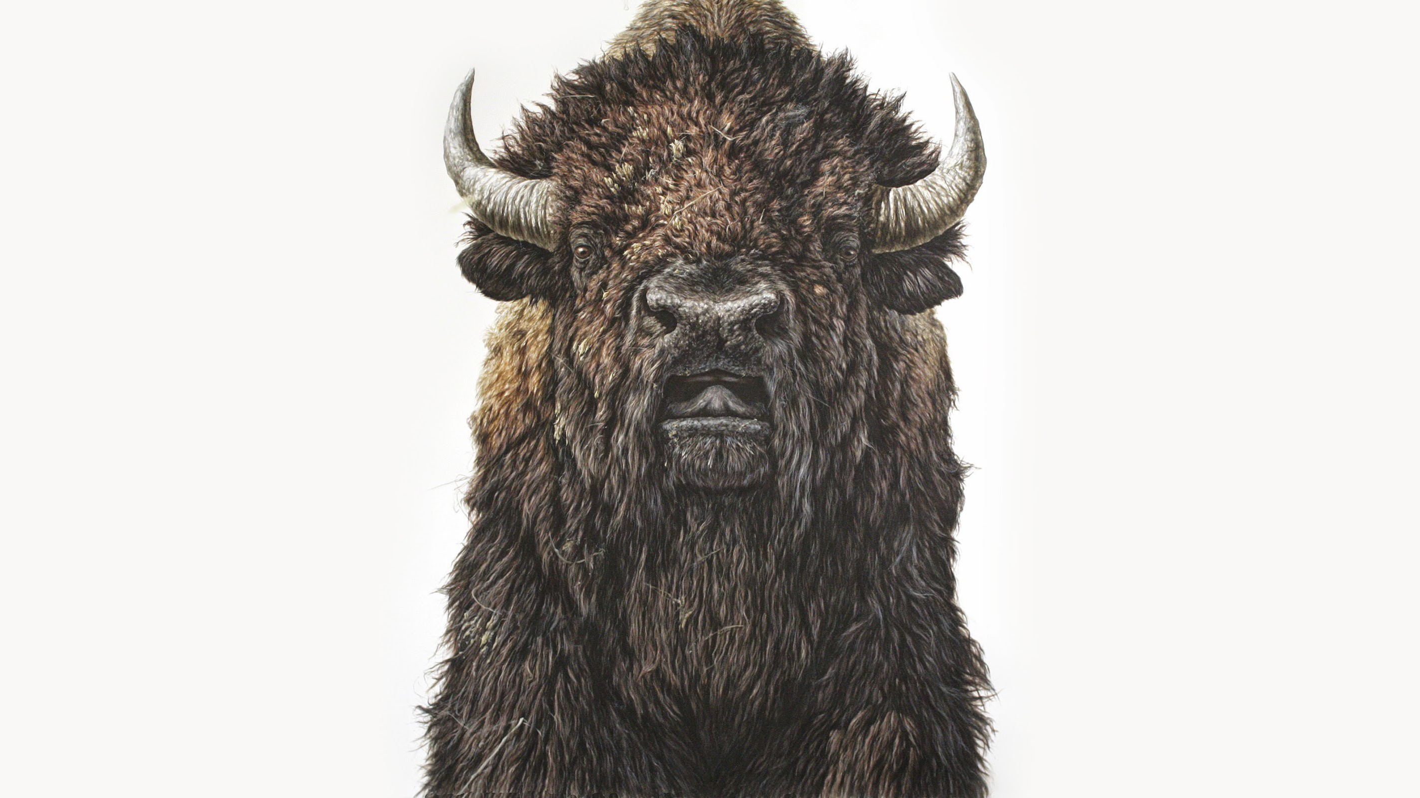 George Boorujy, Buffalo, Illustration, Animals, Painting Wallpaper