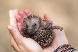 hands, Hedgehog, Animals, Baby animals