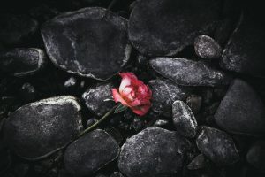 dark, Flowers, Plants, Stones