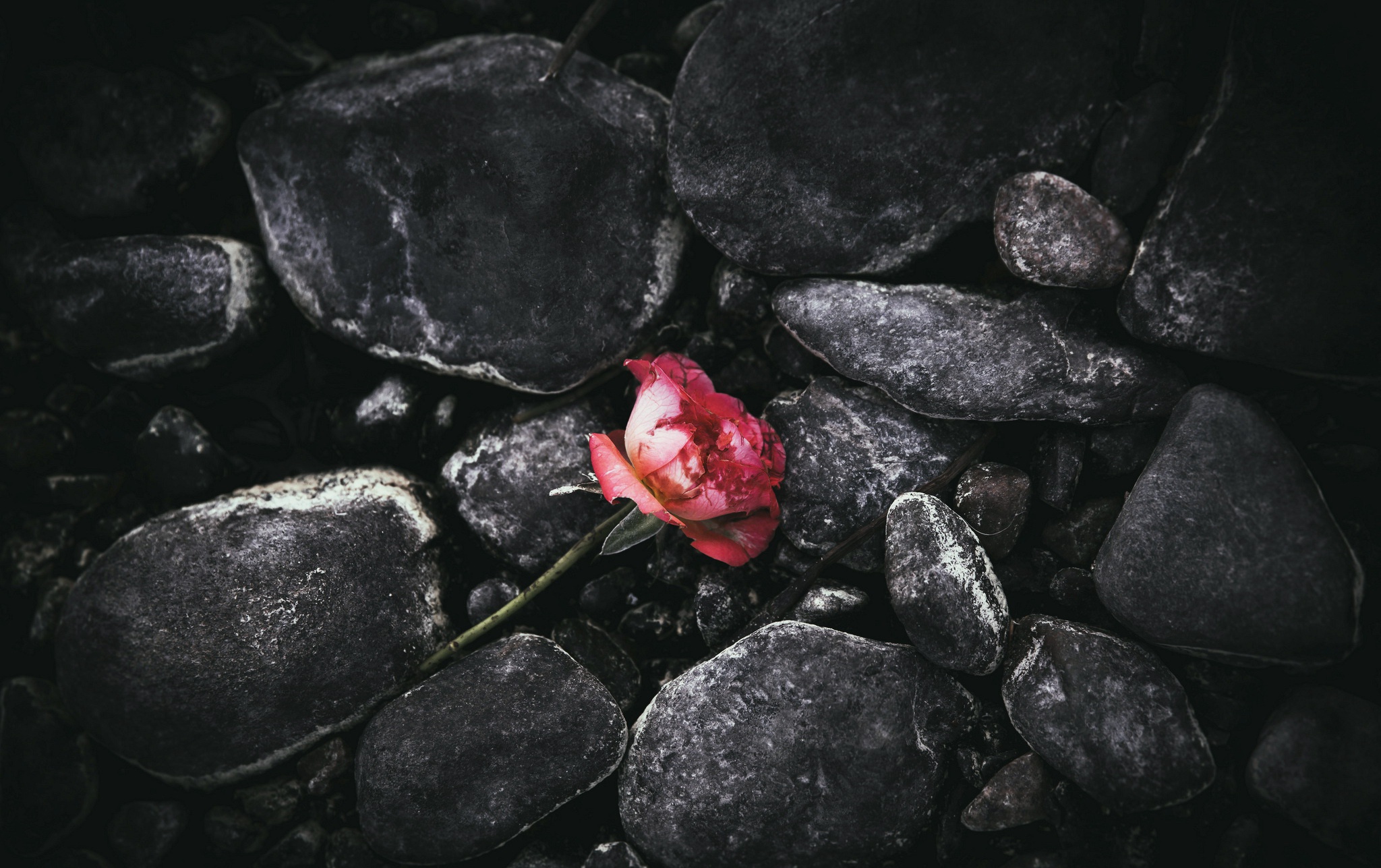 dark, Flowers, Plants, Stones Wallpapers HD / Desktop and Mobile