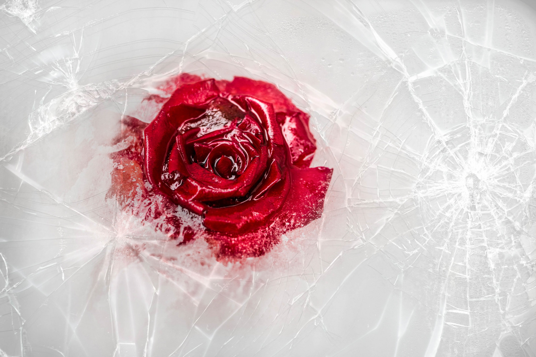 ice, Plants, Rose, Flowers Wallpaper