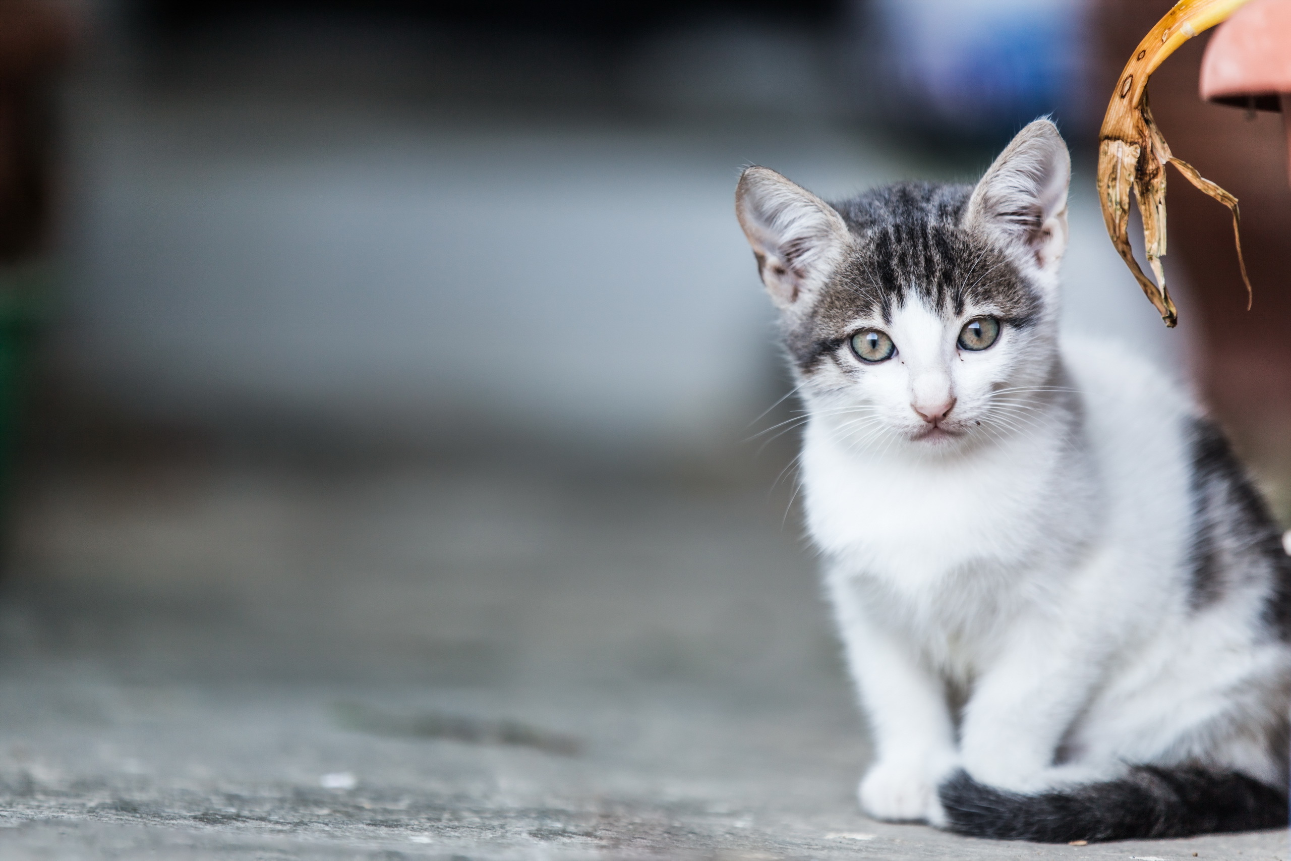 animals, Cat Wallpaper
