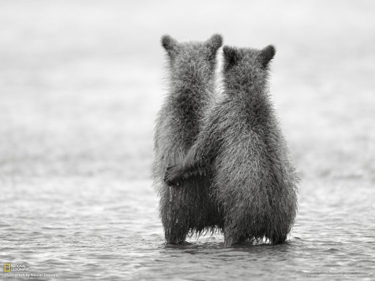 nature, Bears, Friendship, Baby animals, Monochrome, National Geographic HD Wallpaper Desktop Background
