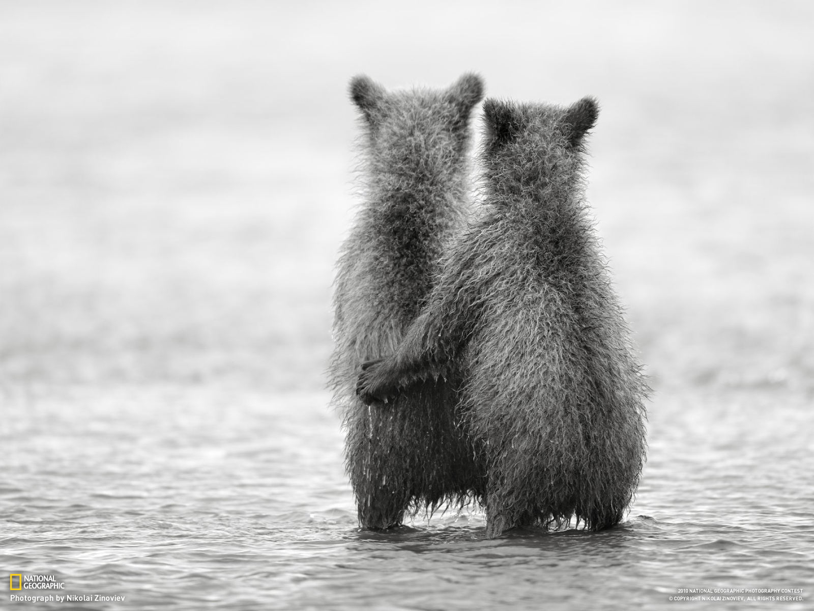nature, Bears, Friendship, Baby animals, Monochrome, National Geographic Wallpaper