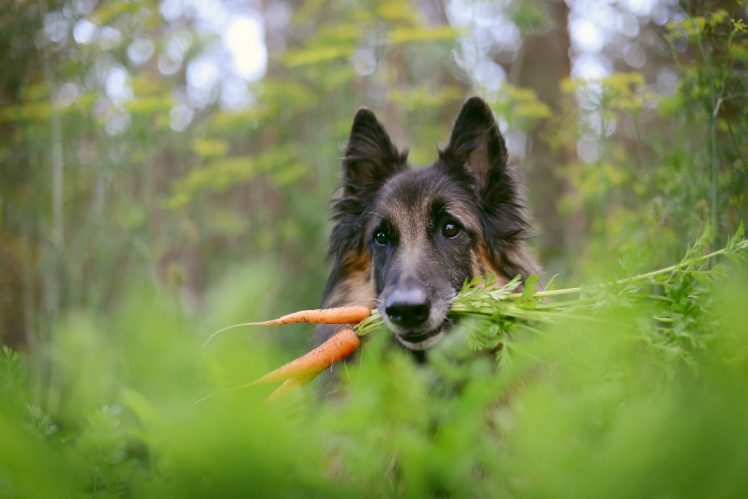 carrot, Dog, Animals HD Wallpaper Desktop Background